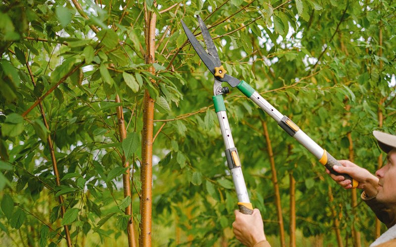 Tree trimming in Wainwright, OK