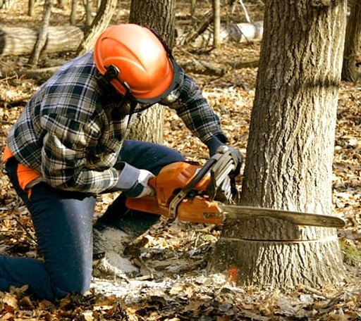 Tree Removal in Wainwright, OK